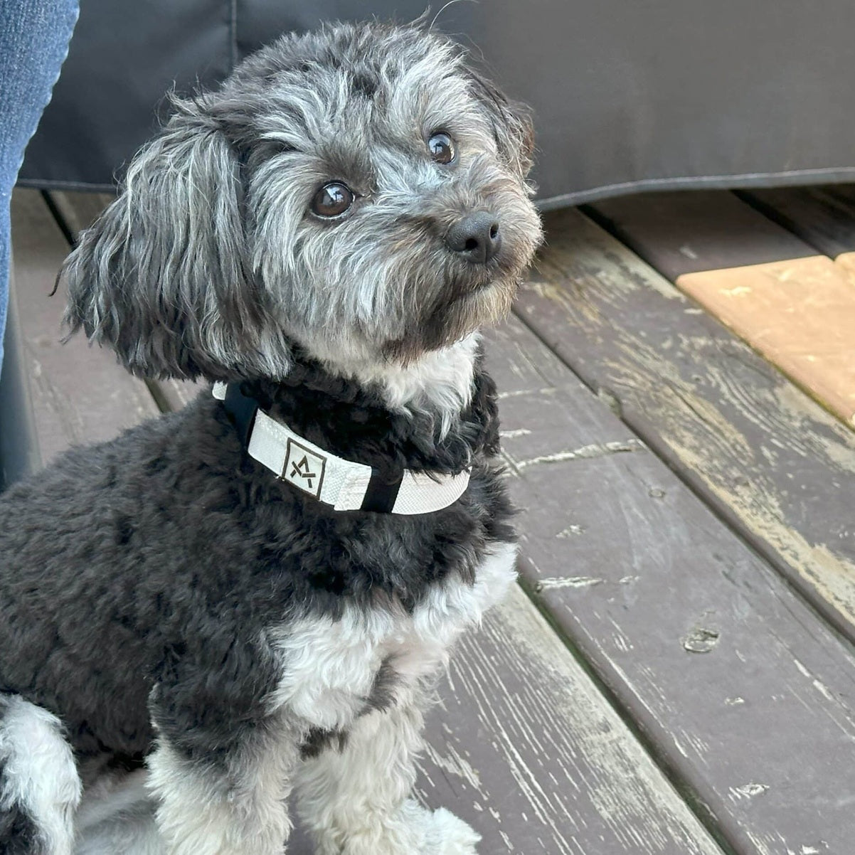 Ultralight Dog Collar Ultralight Dog Collar